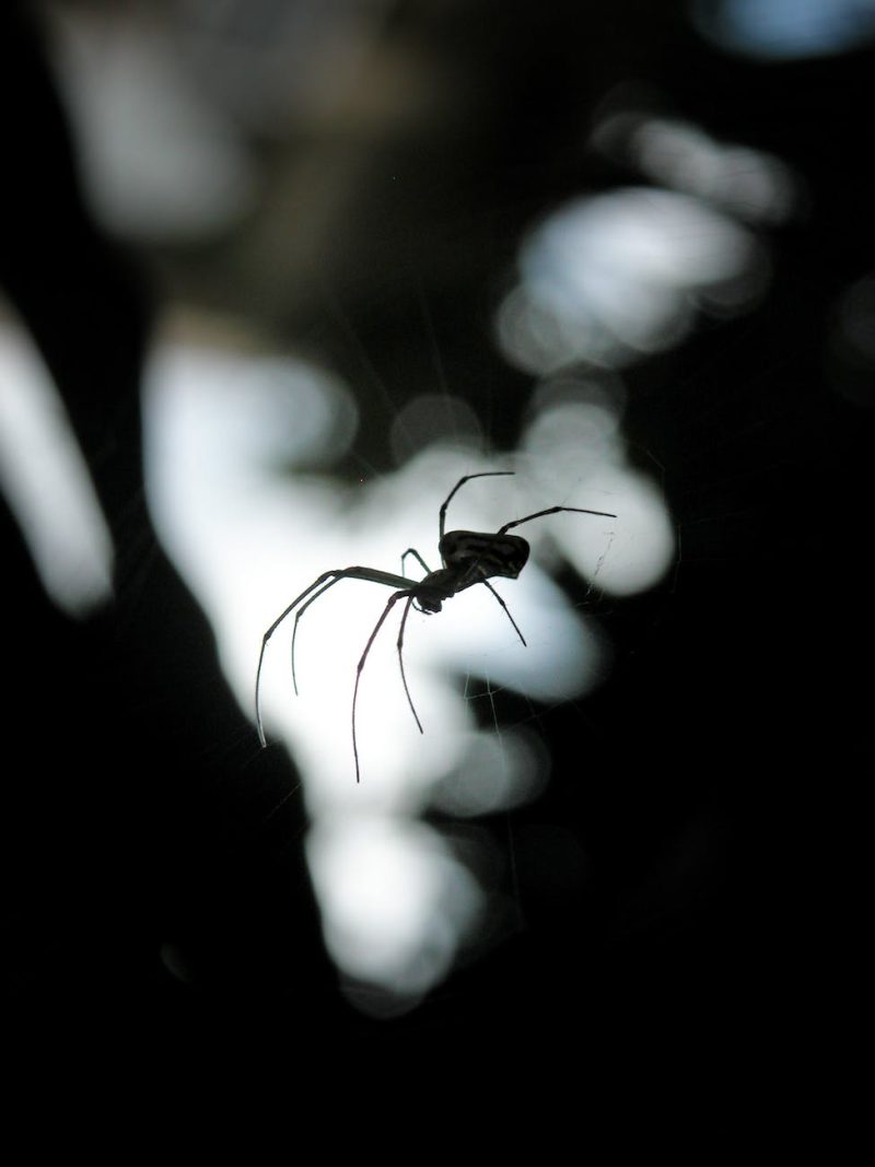 abstract animal arachnid art