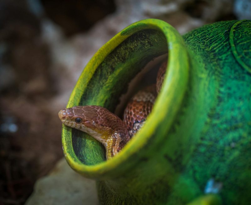 shallow focus photography of brown snake in green jar